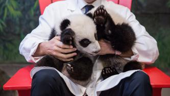 Photo number 7 from the photo gallery Prime Minister Justin Trudeau delivers remarks during the panda naming ceremony at the Toronto Zoo