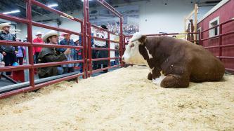 Photo number 1 from the photo gallery Prime Minister Justin Trudeau attends the 2016 Calgary Stampede